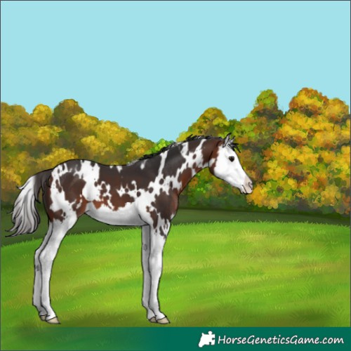 Horse Color:White Spotted Bay Splash Appaloosa 