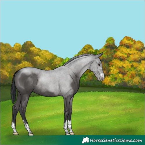 Horse Color:Black Rabicano 