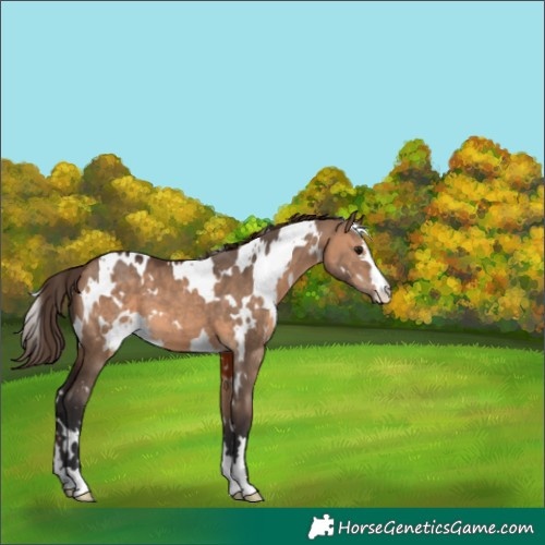Horse Color:White Spotted Brown Dun Varnish 