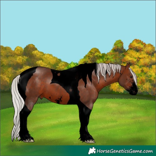 Horse Color:Void Silver Brown Sabino Tobiano 
