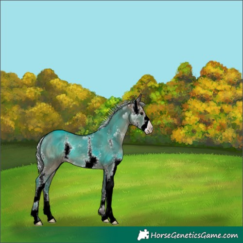 Horse Color:Silver Grullo Sabino 