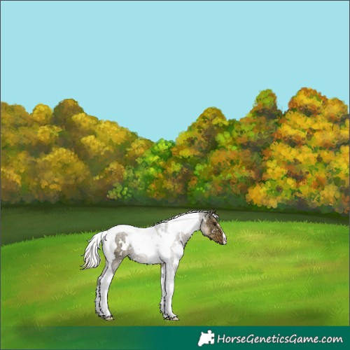 Horse Color:Plaid  White Spotted Silver Buckskin Ice Dun Tobiano 