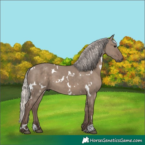 Horse Color:White Spotted Silver Grullo 