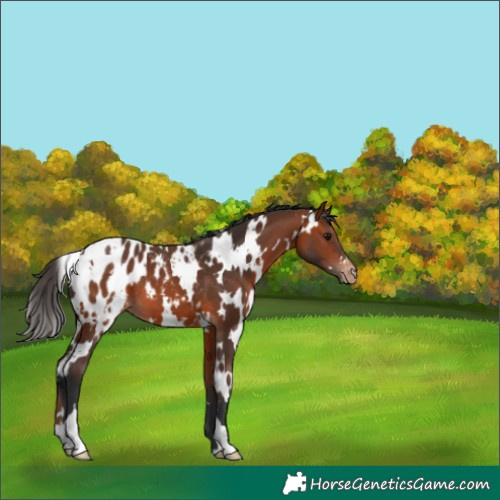 Horse Color:White Spotted Bay Appaloosa