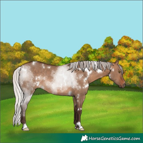 Horse Color:White Spotted Silver Brown Dun Rabicano 