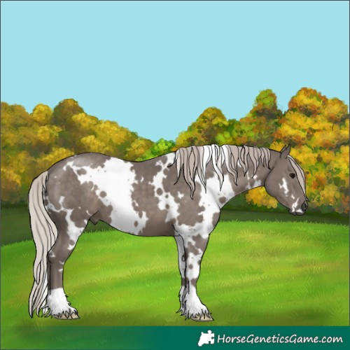 Horse Color:White Spotted Silver Black 