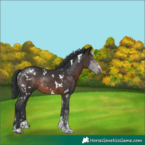 Horse Color:White Spotted Brown Rabicano 