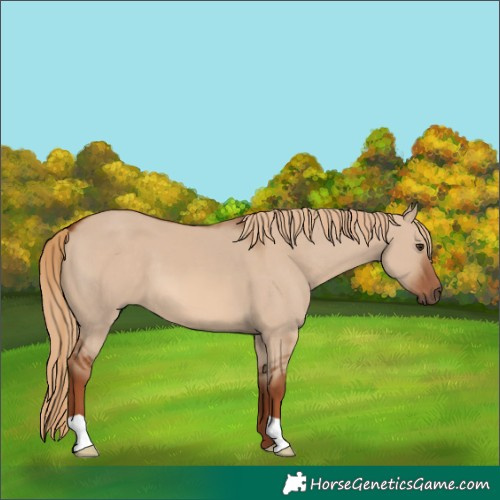 Horse Color:Red Dun