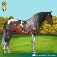 Horse Color:White Spotted Brown Tobiano Rabicano