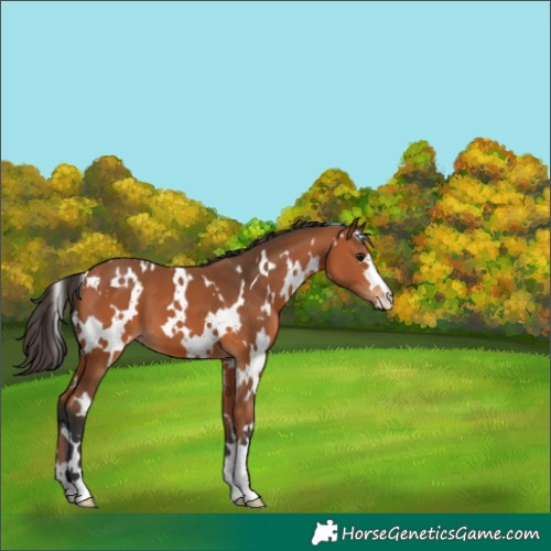 Horse Color:White Spotted Bay 