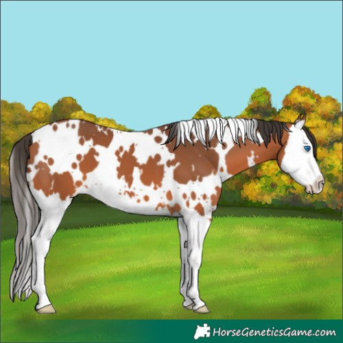 Horse Color:White Spotted Bay Splash