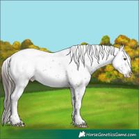 Horse Color:Liver Chestnut Sabino Snowcap