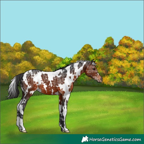 Horse Color:White Spotted Brown Ice