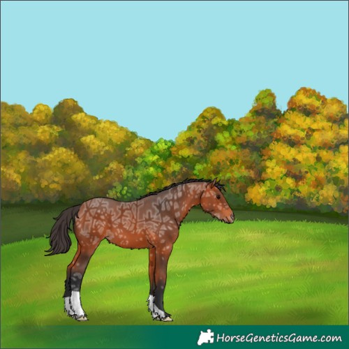 Horse Color:Bay Ice 