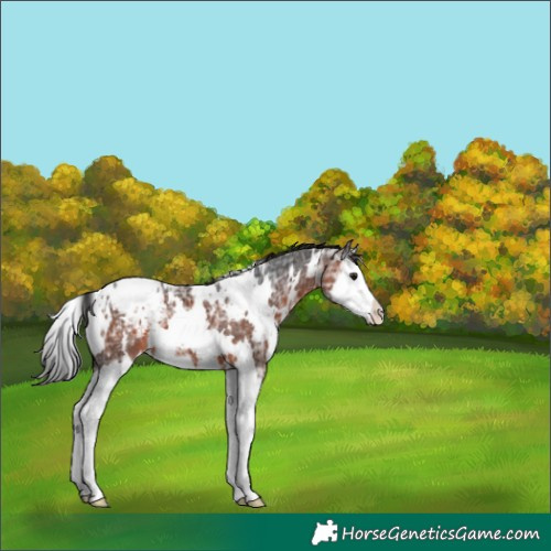 Horse Color:White Spotted Brown Ice Splash Appaloosa