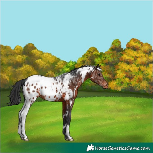 Horse Color:White Spotted Brown Ice Appaloosa