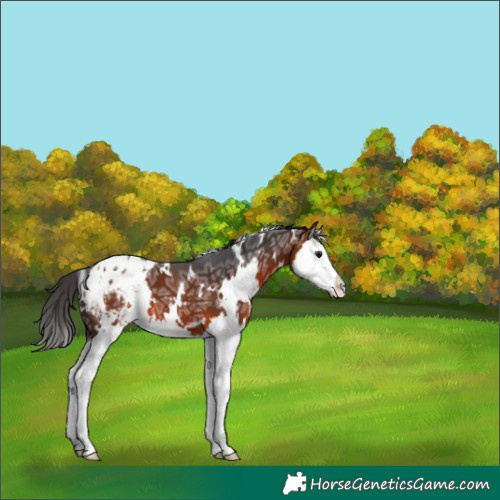 Horse Color:White Spotted Brown Ice Splash Appaloosa 