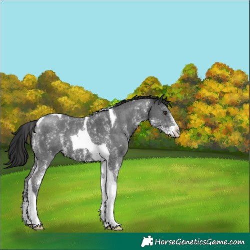 Horse Color:Liver Chestnut Sabino Tobiano 
