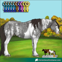 Horse Color:Liver Chestnut Sabino Tobiano 