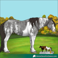 Horse Color:Liver Chestnut Sabino Tobiano 