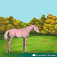 Horse Color:Watercolor Palomino Dun Sabino 
