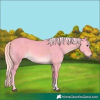 Horse Color:Watercolor Palomino Dun Sabino 