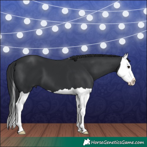 Horse Color:Black Splash 