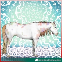 Horse Color:Nacre Amber Champagne Pearl Dun Frame Rabicano 