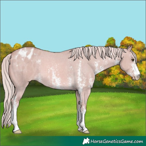 Horse Color:Watercolor Palomino Dun Sabino Blanket 