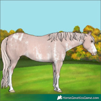 Horse Color:Watercolor Palomino Dun Sabino Blanket 