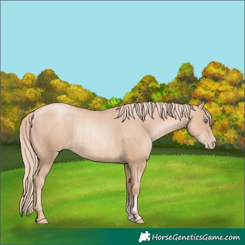 Horse Color:Gold Champagne Pearl Rabicano  and Gold Champagne Pearl Rabicano 