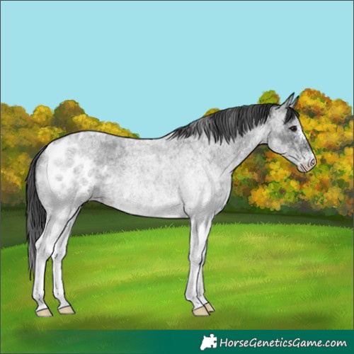 Horse Color:White Spotted Blue Roan Rabicano and White Spotted Blue Roan Blanket Rabicano