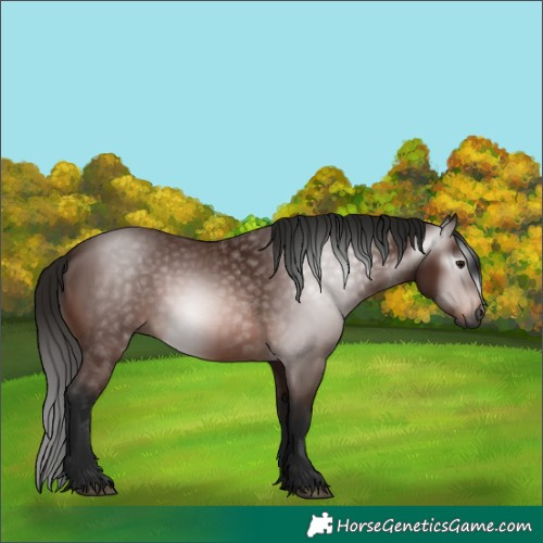 Horse Color:Gray Bay