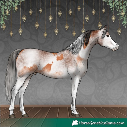 Horse Color:White Spotted Bay Splash and Gray White Spotted Bay Splash