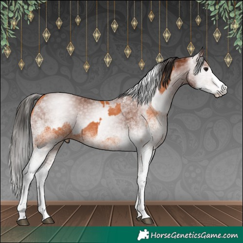 Horse Color:White Spotted Bay Splash  and Gray White Spotted Bay Splash 