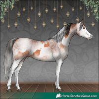 Horse Color:White Spotted Bay Splash  and Gray White Spotted Bay Splash 