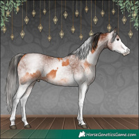 Horse Color:White Spotted Bay Splash  and Gray White Spotted Bay Splash 