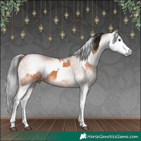 Horse Color:White Spotted Bay Splash and Gray White Spotted Bay Splash