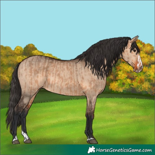 Horse Color:Bay Dun and Bay Dun Splash