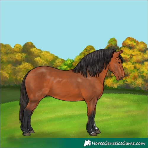 Horse Color:Bay 