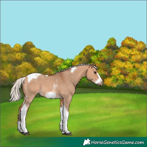 Horse Color:Silver Bay Dun Sabino Tobiano Frame Rabicano 