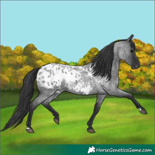 Horse Color:Blue Roan Appaloosa 