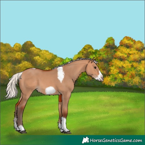 Horse Color:Silver Bay Dun Sabino Tobiano Frame Rabicano 