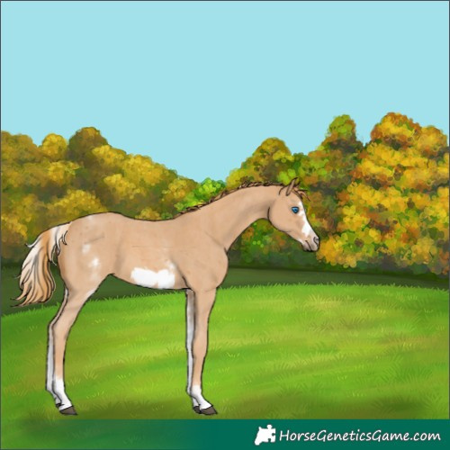 Horse Color:White Spotted Chestnut Sabino Frame 