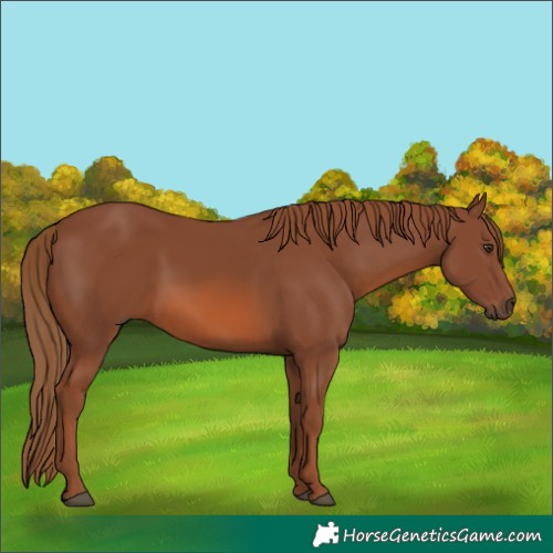 Horse Color:Chestnut 