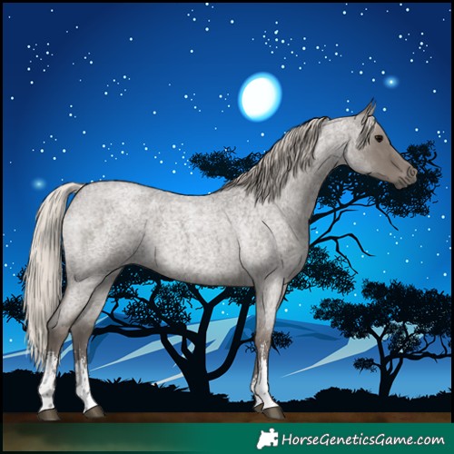 Horse Color:Silver Blue Roan Sabino 
