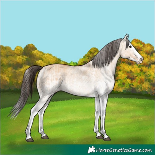 Horse Color:White Spotted Bay Dun Splash and White Spotted Bay Dun Splash