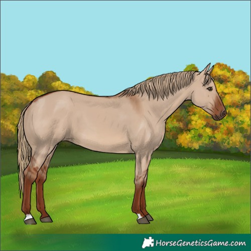 Horse Color:Red Dun