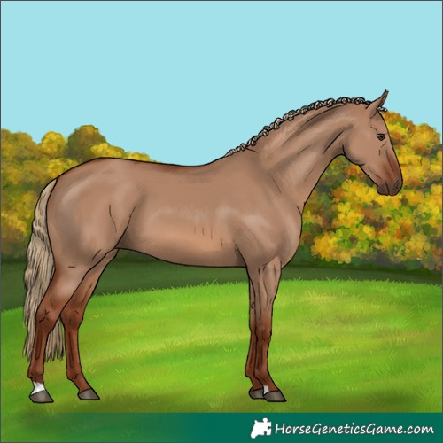Horse Color:Red Dun 