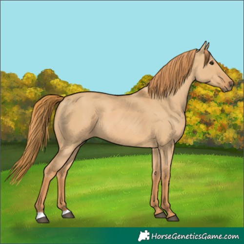 Horse Color:Red Dun